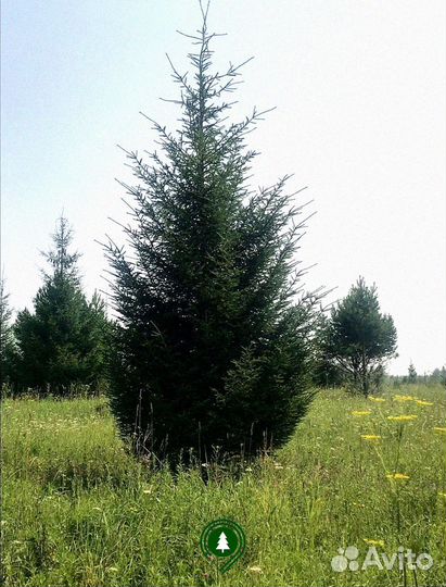 Ели С доставкой