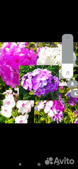 Флоксы многолетние