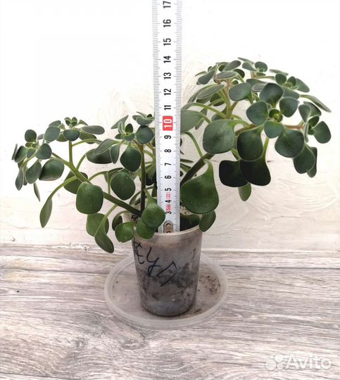 Аихризон (Дерево любви)