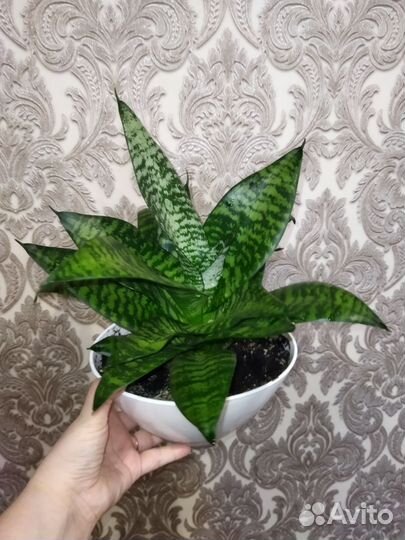 Сансевиерия ханни green