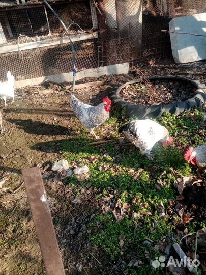 Домашние животные