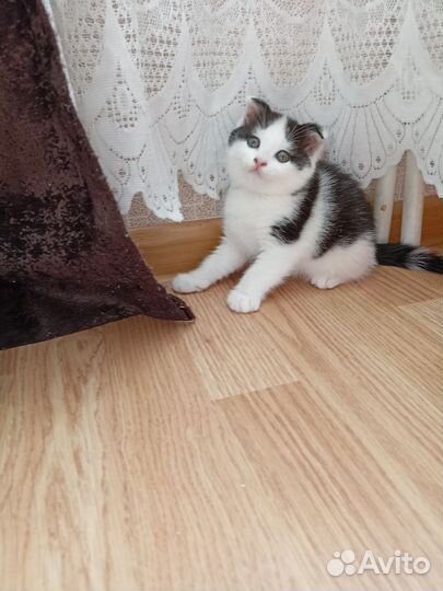 Кошка в дар бесплатно