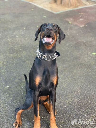 Доберман