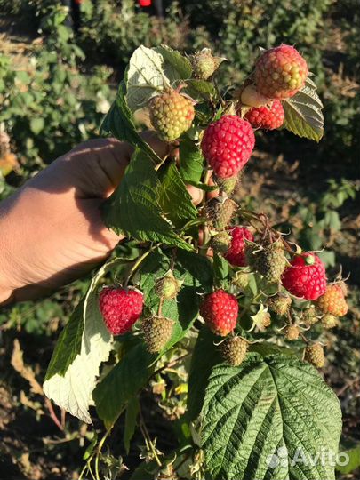 Ремонтантная малина