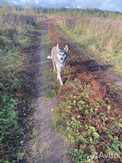 Сибирский хаски