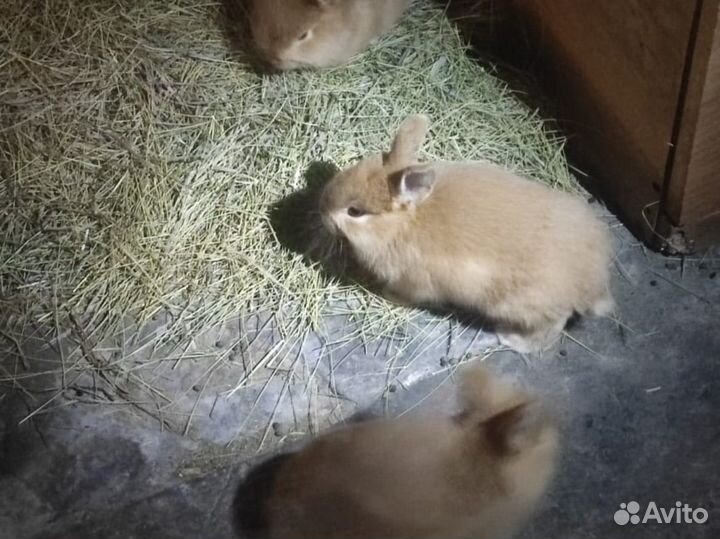 Бургунские кролики