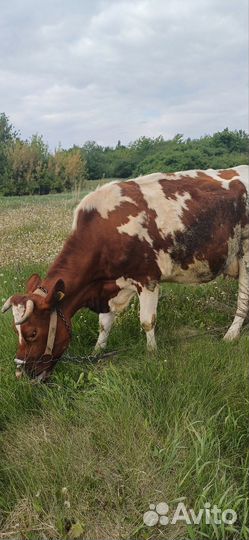 Корова дойная