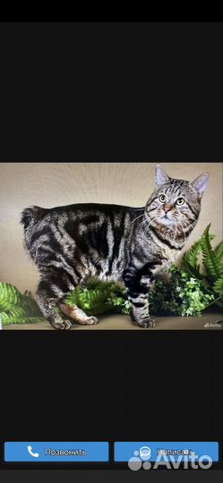 Кошки курильский бобтейл