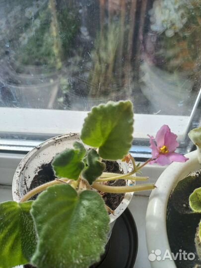 Герань, фиалки