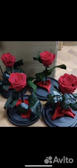 Живая роза в колбе