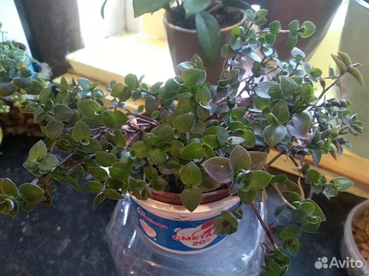 Бегония, эпипремнум, эхверия, циссус и др