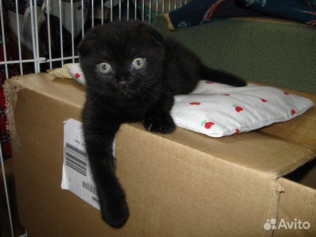 Черные объявления. Шотландская вислоухая кошка черная. Вислоухая пантера. Чёрные вислоухие кошки название. Черный вислоухий котенок шотландский имена