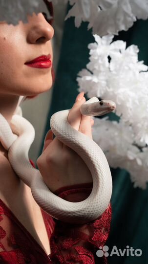 Аренда змеи для фотосессии/мероприятий