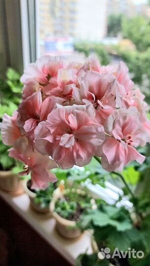 Сортовые пеларгонии