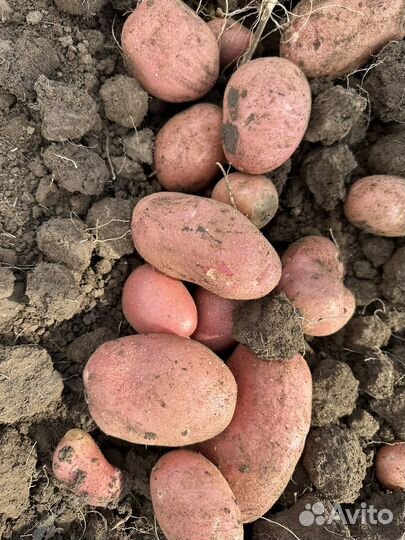 Картофель оптом цена договорная