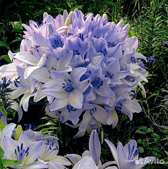 Лилия марлен луковицы