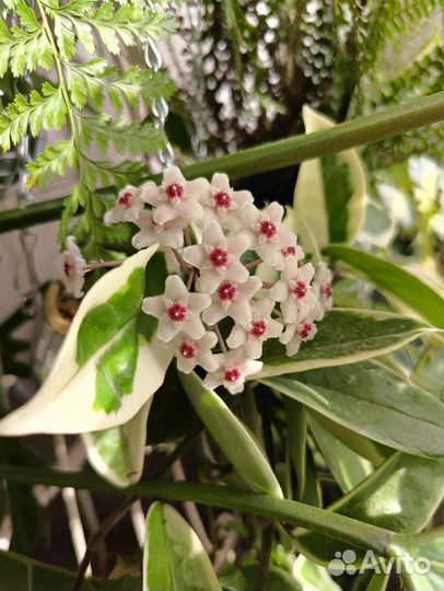 Хойя разные сорта, укорененные черенки