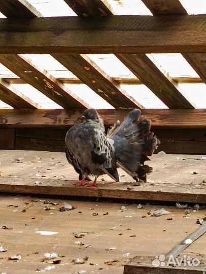 Голуби павлины