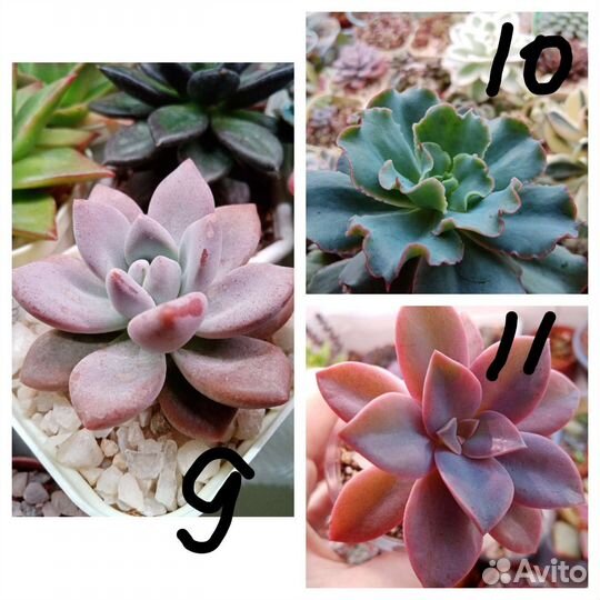 Разноцветные суккуленты