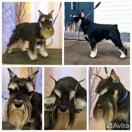 Тримминг и стрижка собак жескошерстных пород