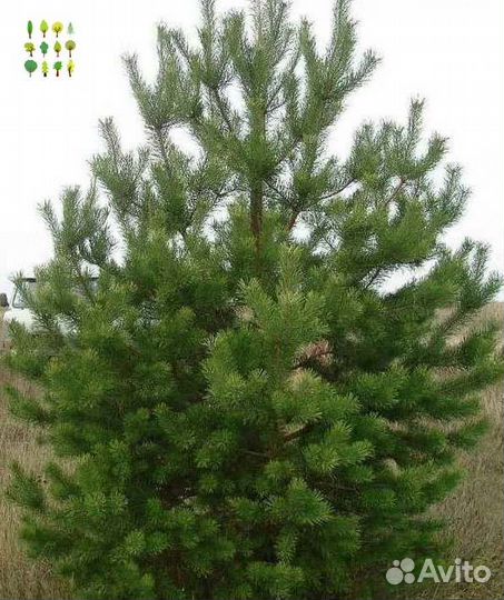 Крупномер сосна опт