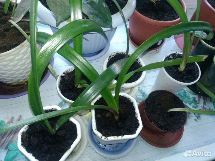 Гиппеаструм