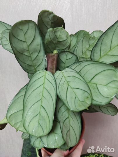 Ктенанта амагрис,бурле макси