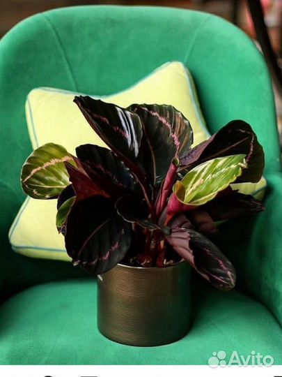 Калатея розеопикта дотти