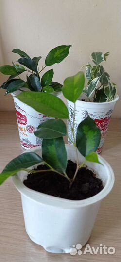 Сортовые фикусы