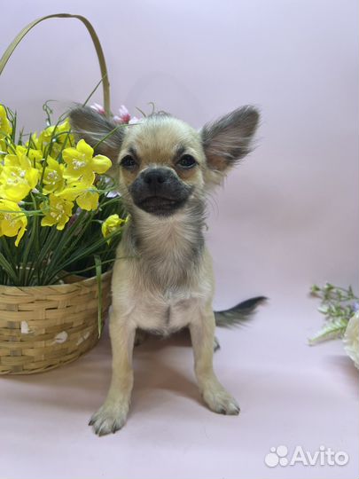 Чихуахуа очаровательный парень