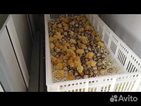 Инкубационное яйцо перепелов