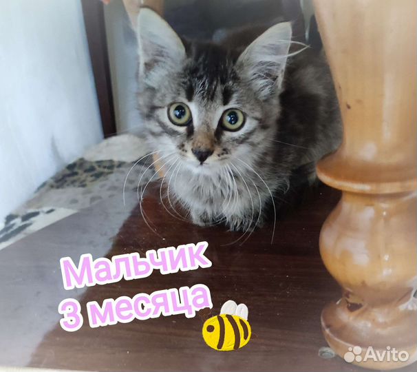 Котёнок-мальчик в добрые руки