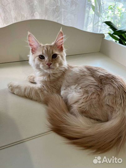 Котята мейн-куны