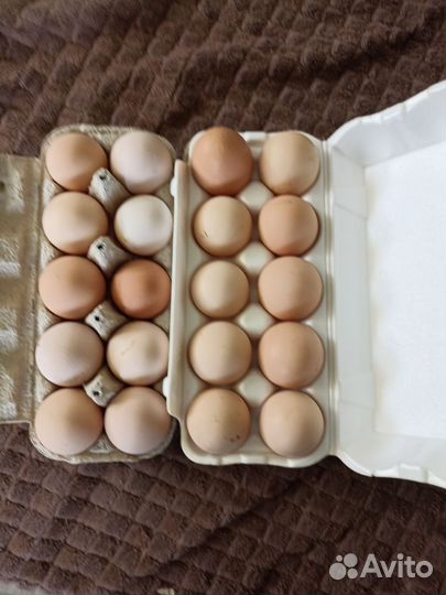 Инкубационное яйцо породы Юрловские голосистые
