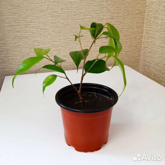 Фикус Бенджамина