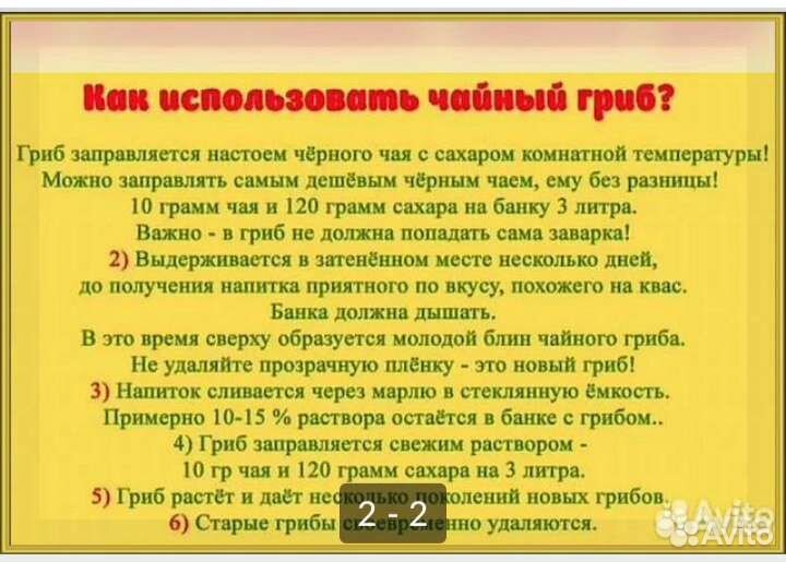 Чайный гриб