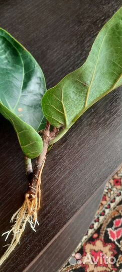 Фикус лирата бамбино