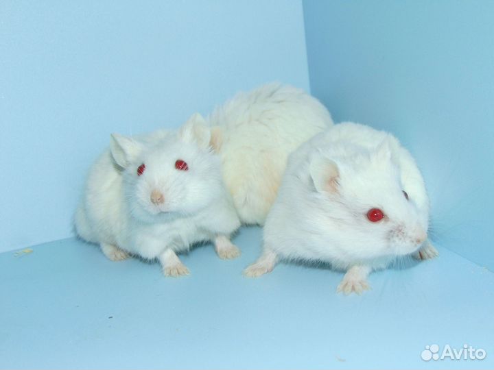 Карликовые хомяки из питомника