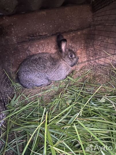 Кролики разных пород