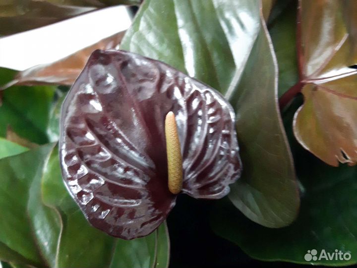 Антуриум Black Beauty