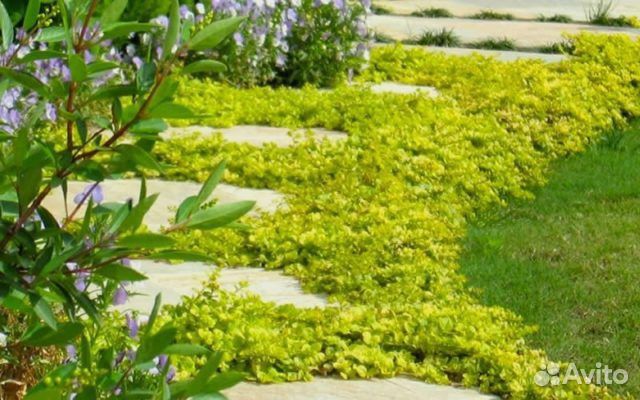 Монетница, вербейник, денежник, якутка