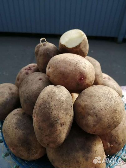 Продам картофель