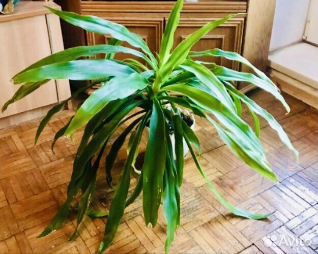 2 пальмы юкка в одном горшке