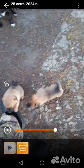 Отдам щенят кобельки