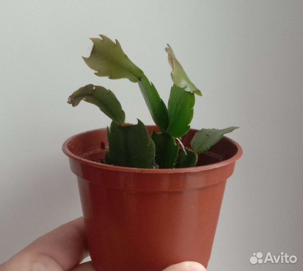 Декабрист шлюмбергера