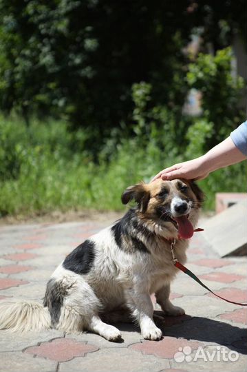 Вельш корги метис собака в добрые руки