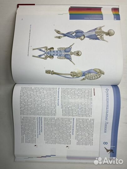 Анатомические поезда Томас Майерс