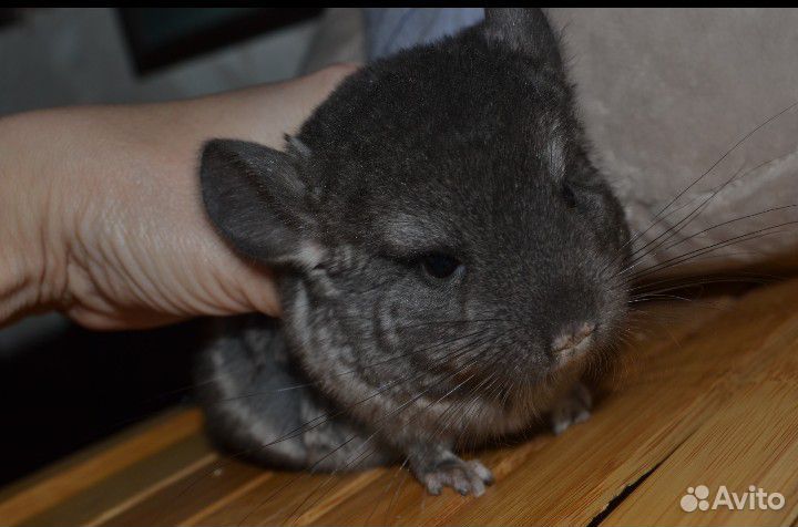 Щенок Шиншиллы