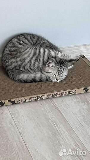 Шотландский кот вязка