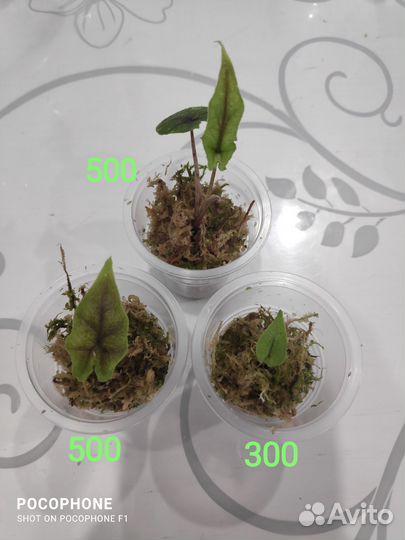 Алоказия жаклин